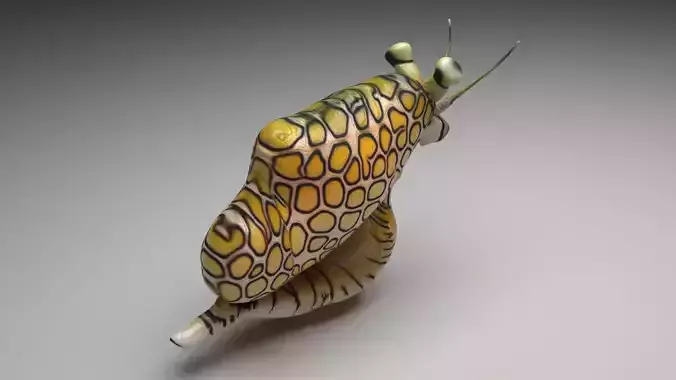 Flamingo Tongue Snail 3D model