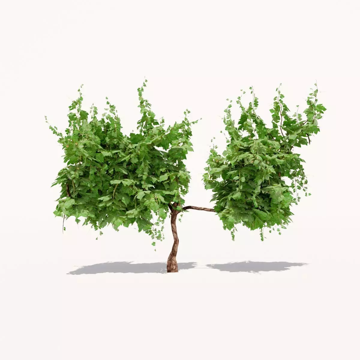 Grapevine Plant 001 Var 003 3D model