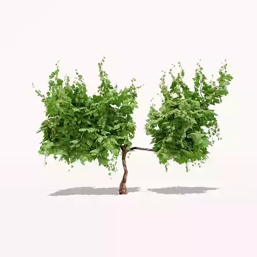 Grapevine Plant 001 Var 003 3D model