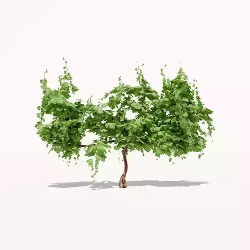 Grapevine Plant 001 Var 002 3D model