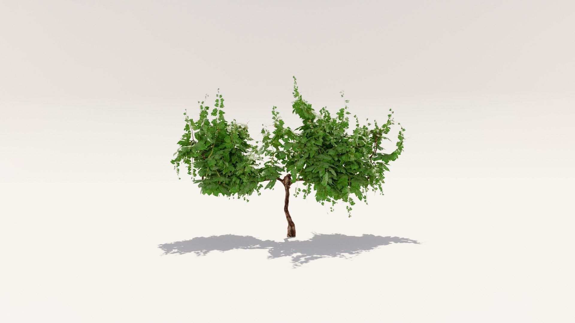 Grapevine Plant 001 Var 007 3D model_1