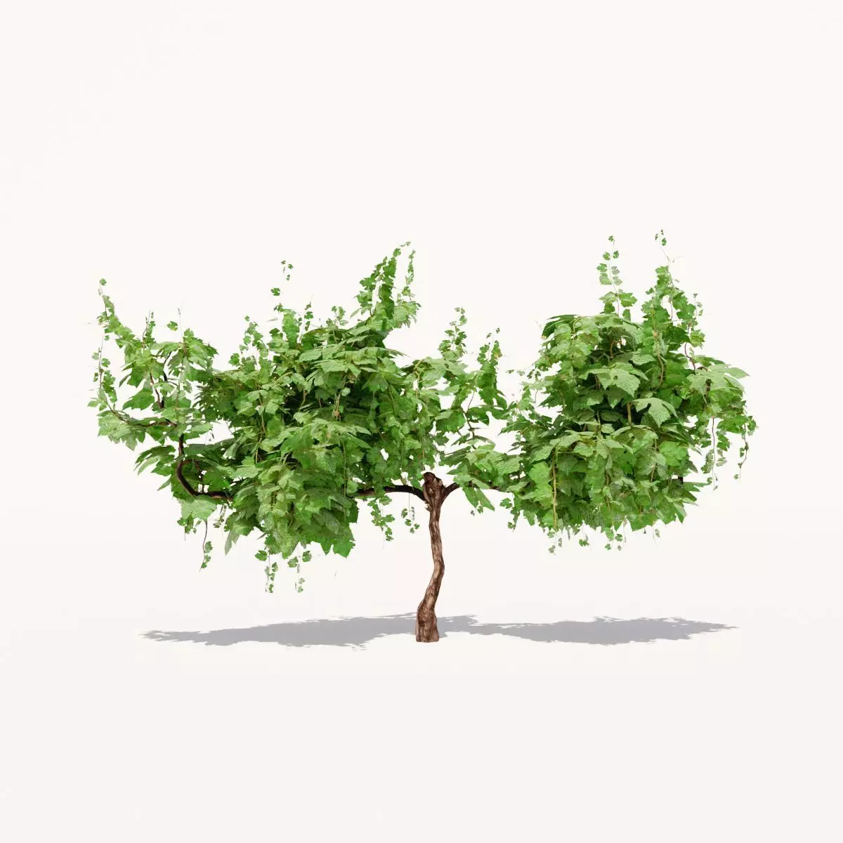 Grapevine Plant 001 Var 007 3D model_0