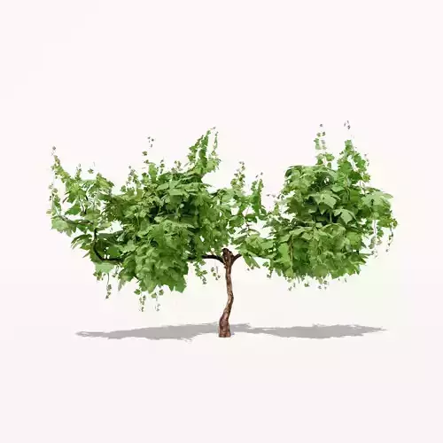 Grapevine Plant 001 Var 007 3D model