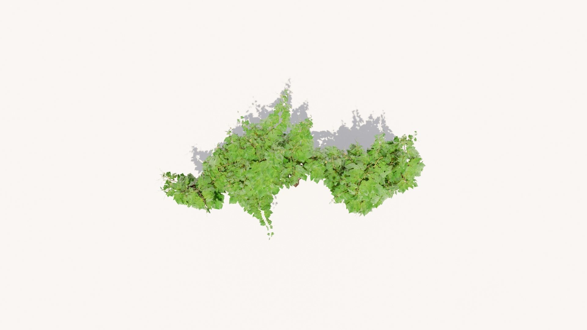 Grapevine Plant 001 Var 007 3D model_4