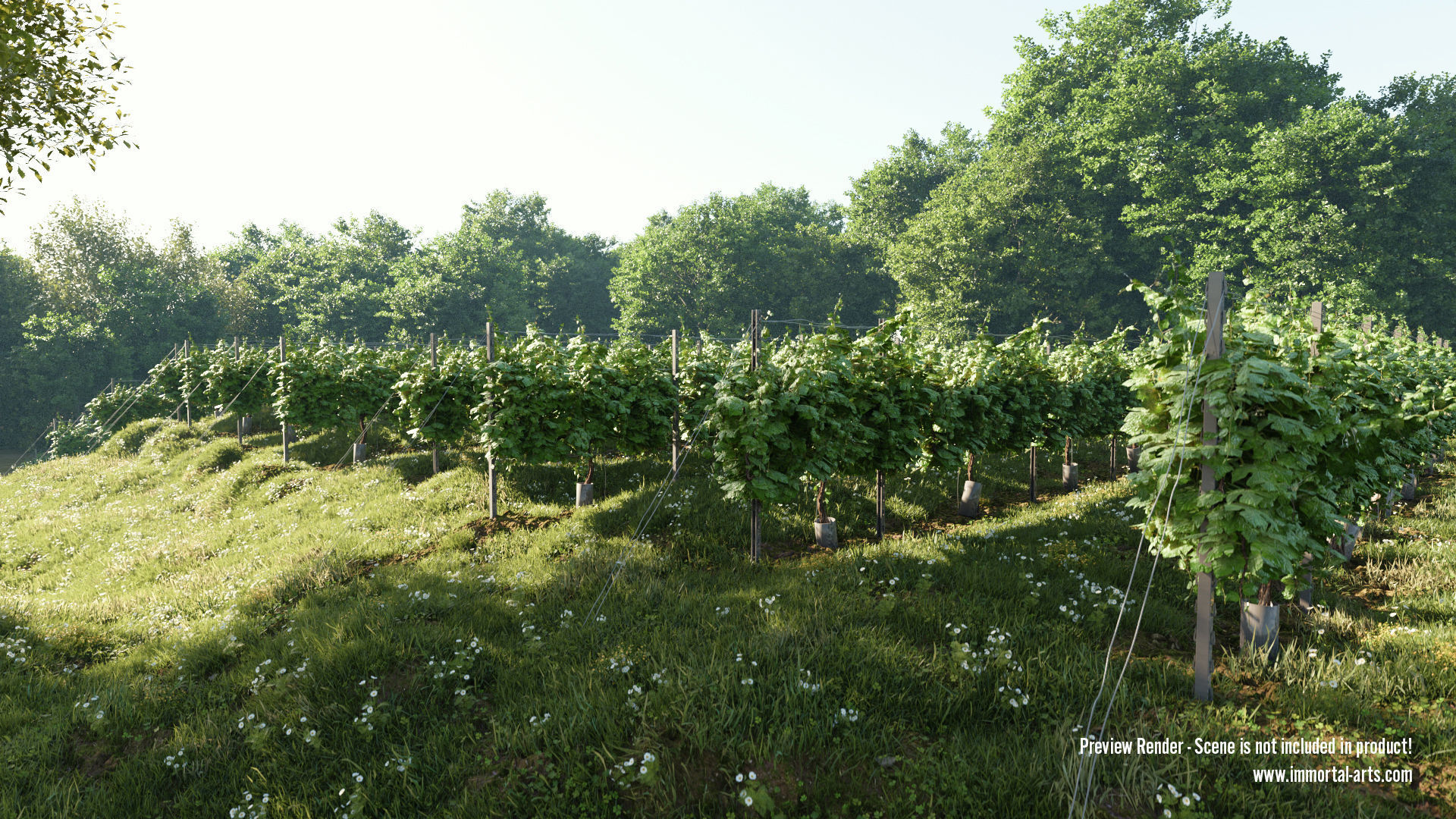 Grapevine Plant 001 Var 007 3D model_6