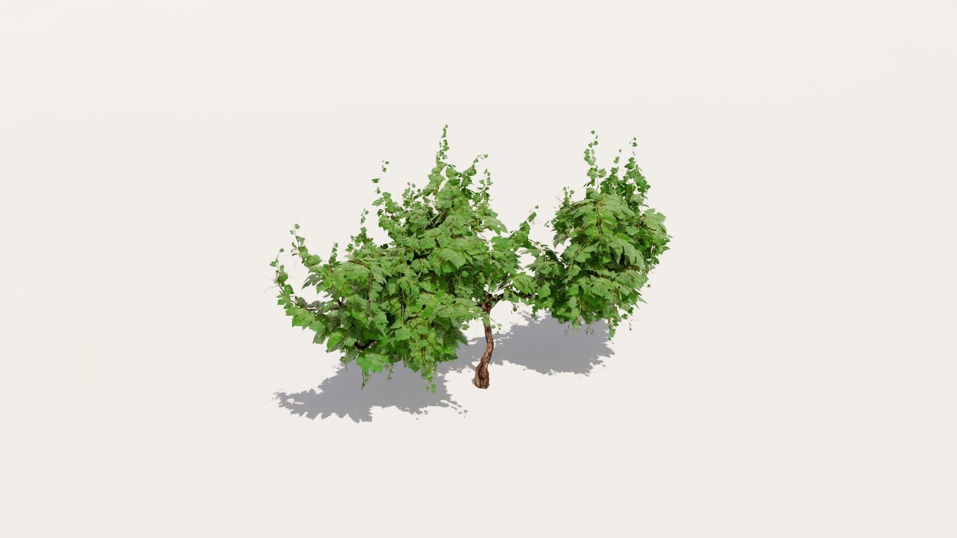Grapevine Plant 001 Var 007 3D model_3