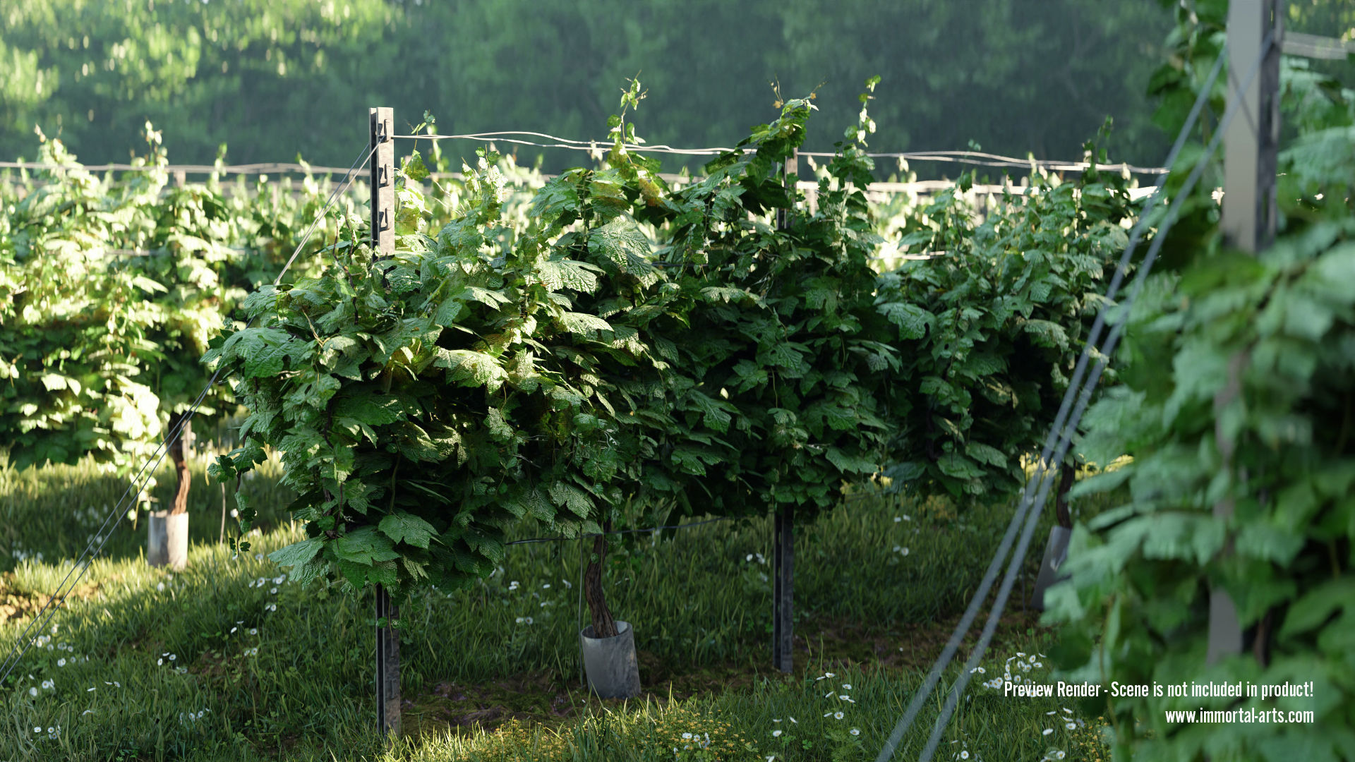 Grapevine Plant 001 Var 007 3D model_2