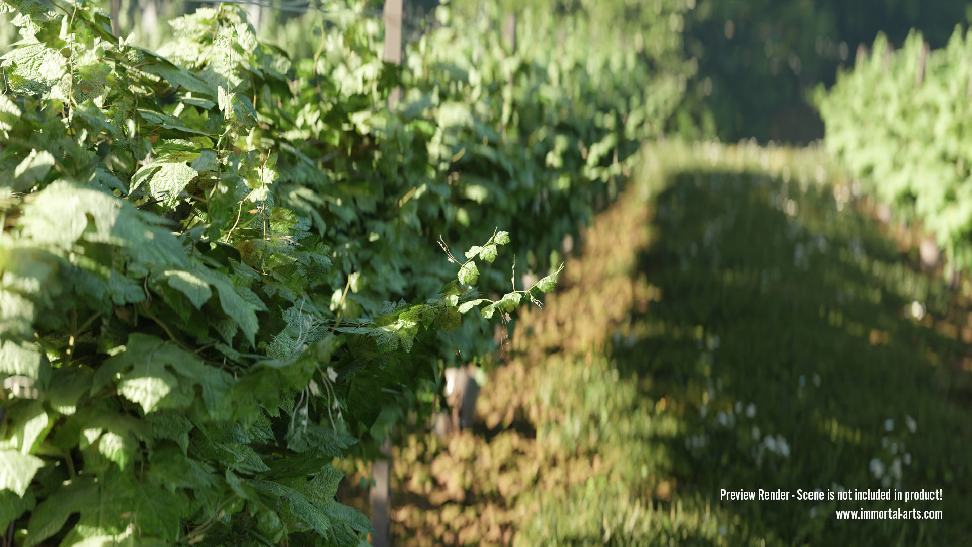 Grapevine Plant 001 Var 007 3D model_5
