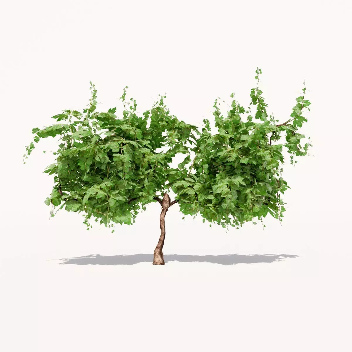 Grapevine Plant 001 Var 006 3D model
