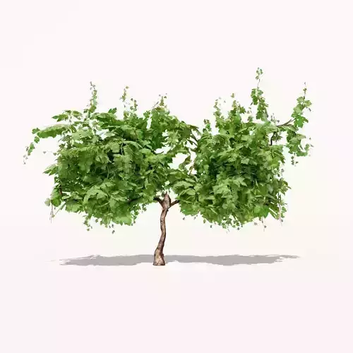 Grapevine Plant 001 Var 006 3D model
