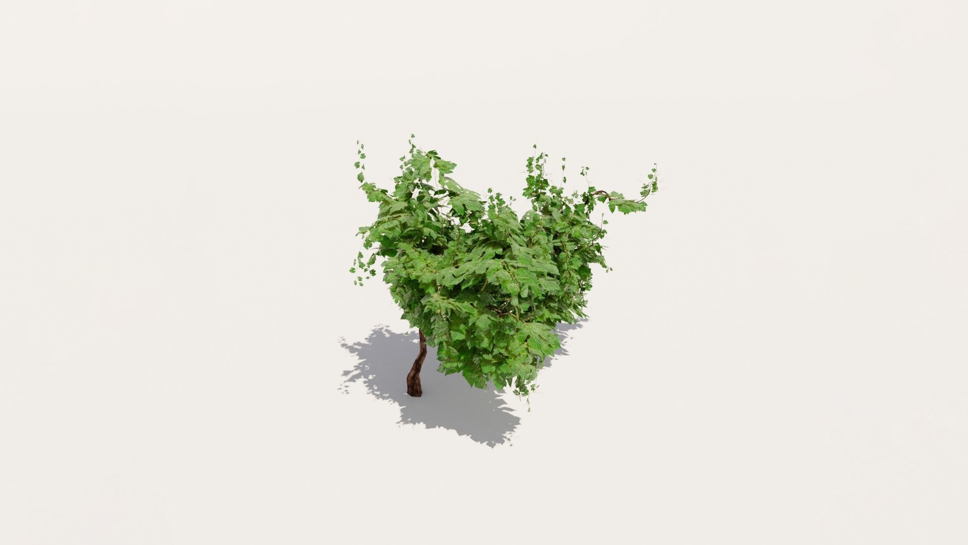 Grapevine Plant 001 Var 005 3D model_3