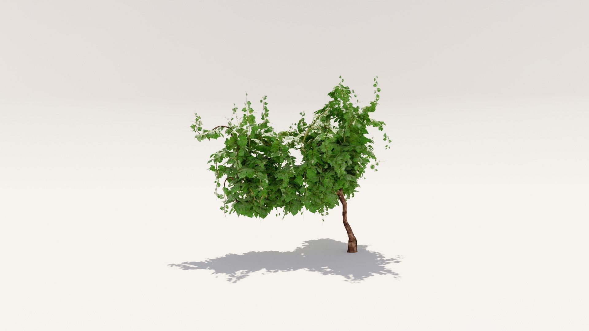 Grapevine Plant 001 Var 005 3D model_1