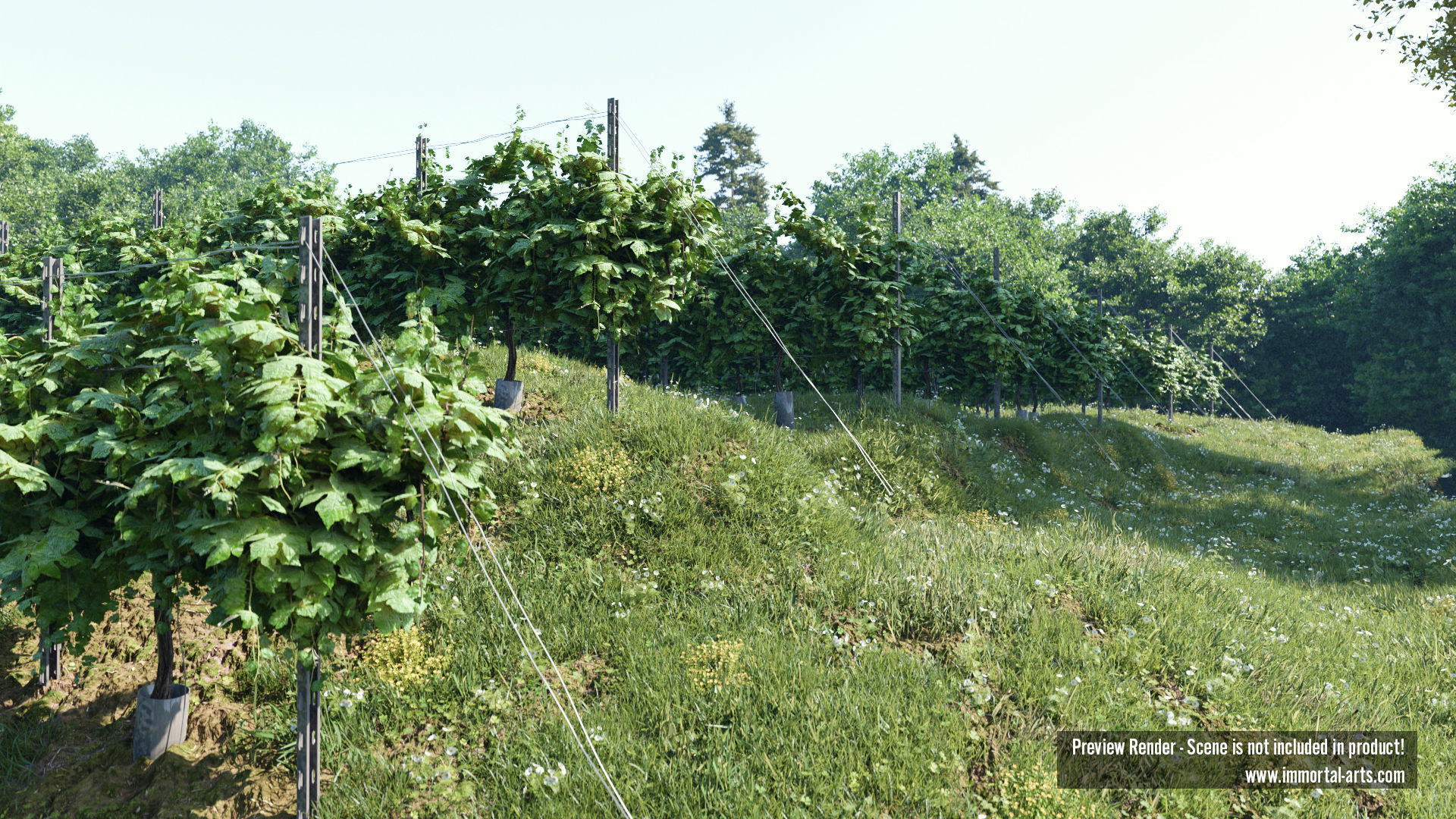 Grapevine Plant 001 Var 005 3D model_6