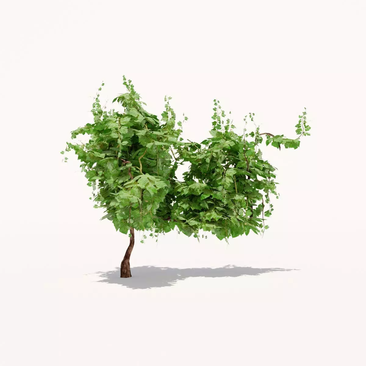 Grapevine Plant 001 Var 005 3D model_0
