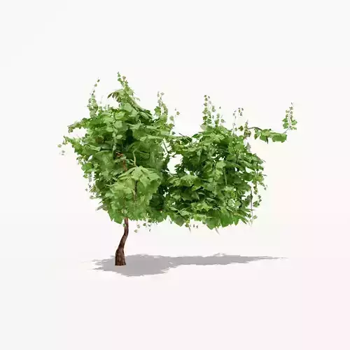 Grapevine Plant 001 Var 005 3D model