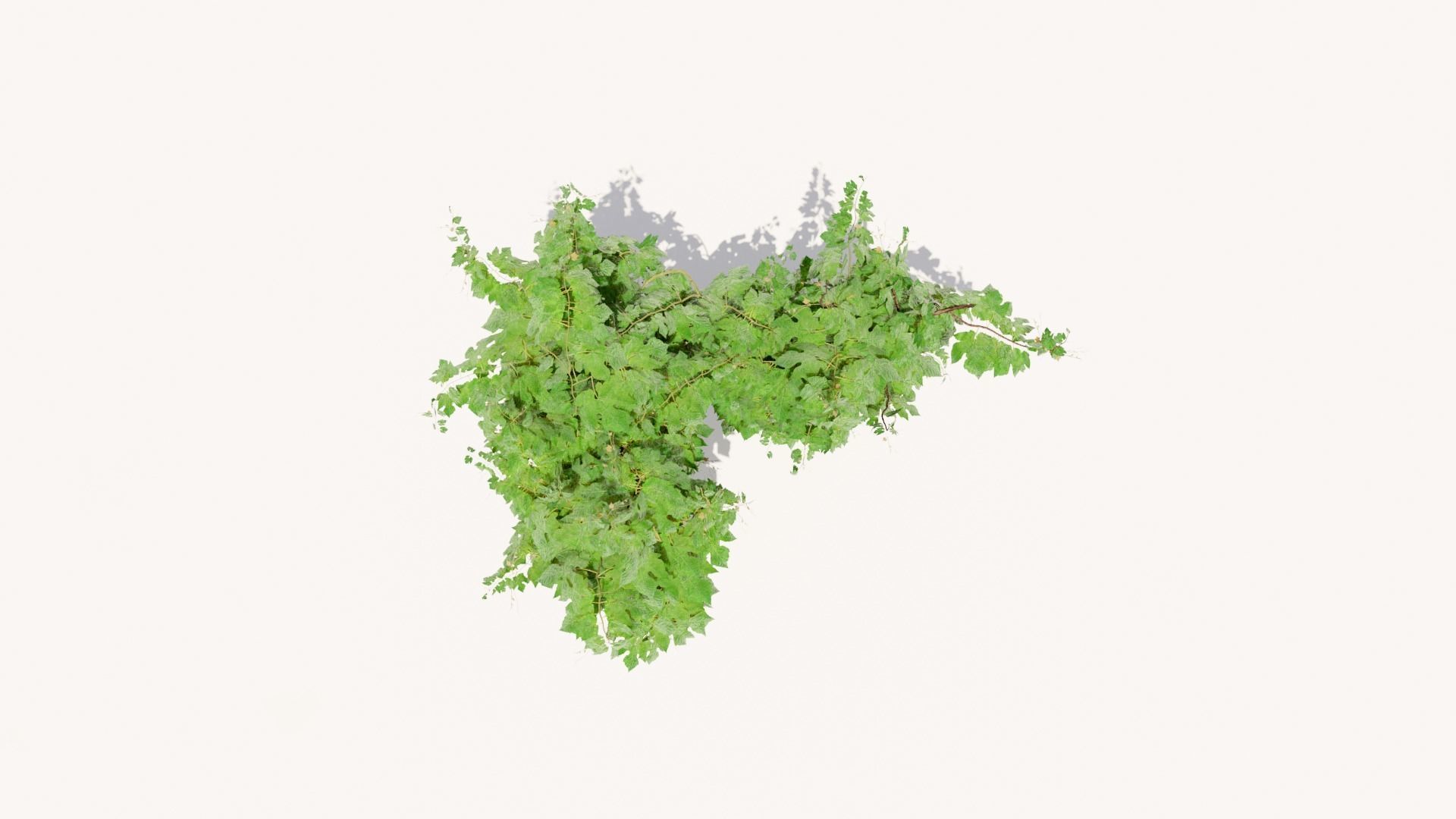 Grapevine Plant 001 Var 005 3D model_4