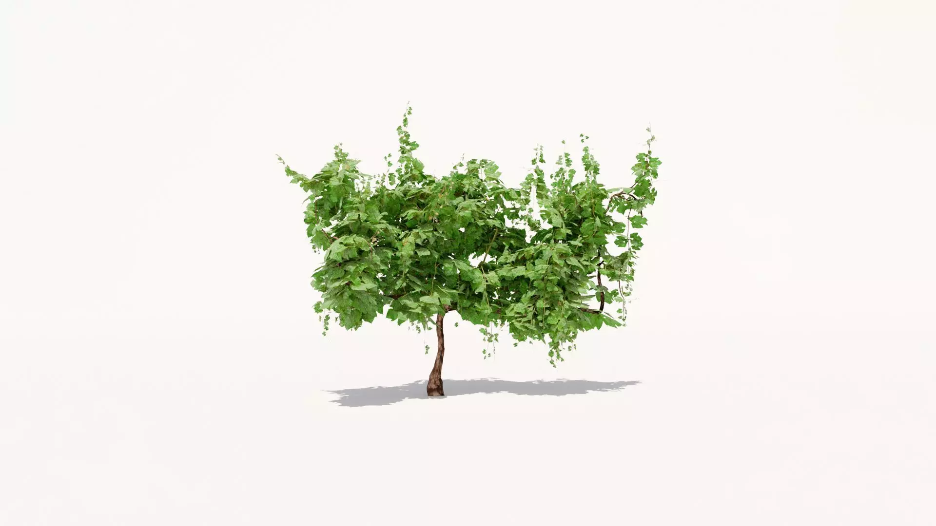 Grapevine Plant 001 Var 004 3D model