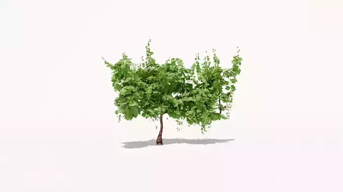 Grapevine Plant 001 Var 004 3D model