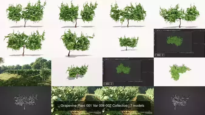 Grapevine Plant 001 Var 001-007 Collection 