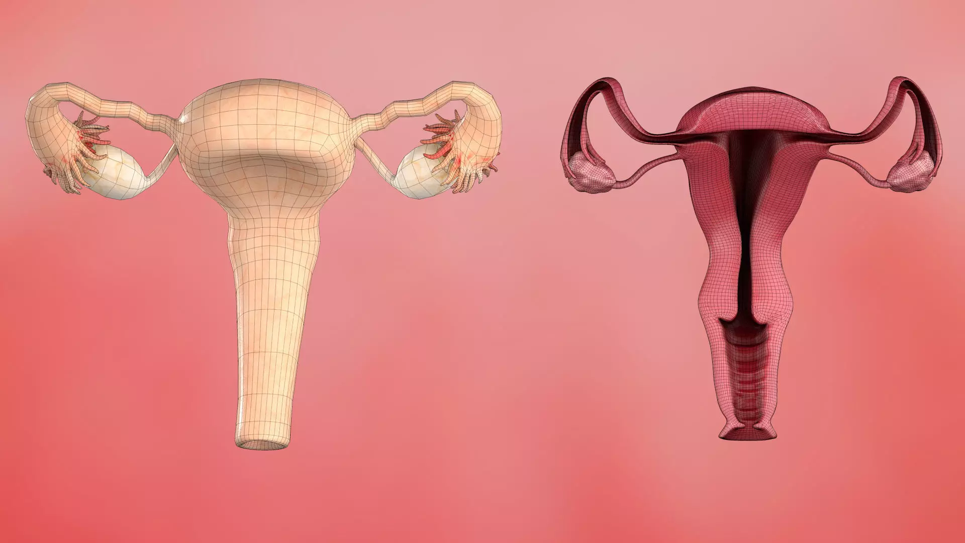 Female Reproductive System with Section 3D model