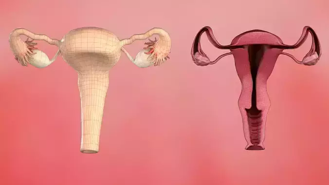 Female Reproductive System with Section 3D model
