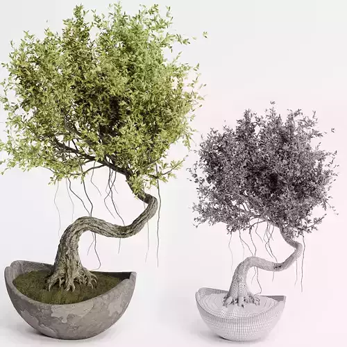 indoor plants in vase 004