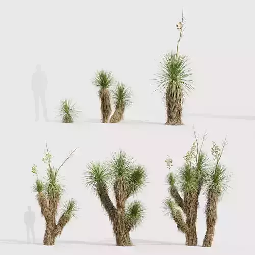 Yucca elata Soaptree Yuca