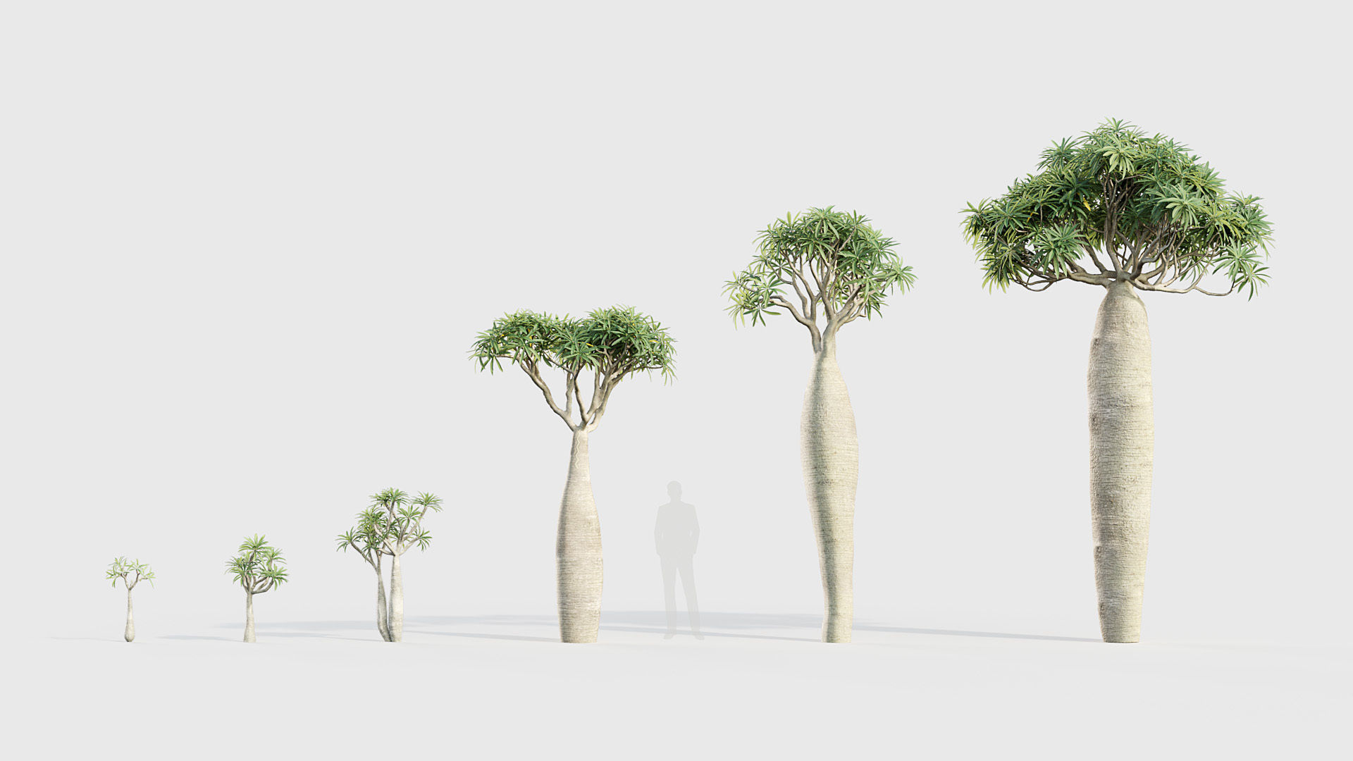 Pachypodium geayi Madagascar Palm 3D model_1