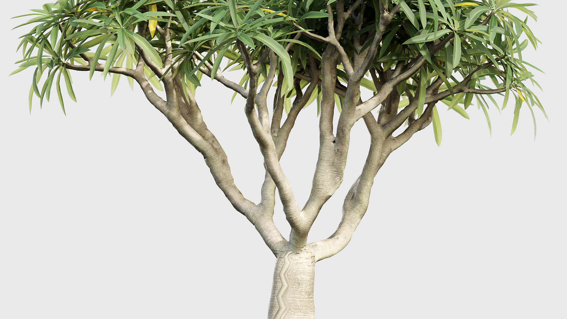 Pachypodium geayi Madagascar Palm 3D model_6