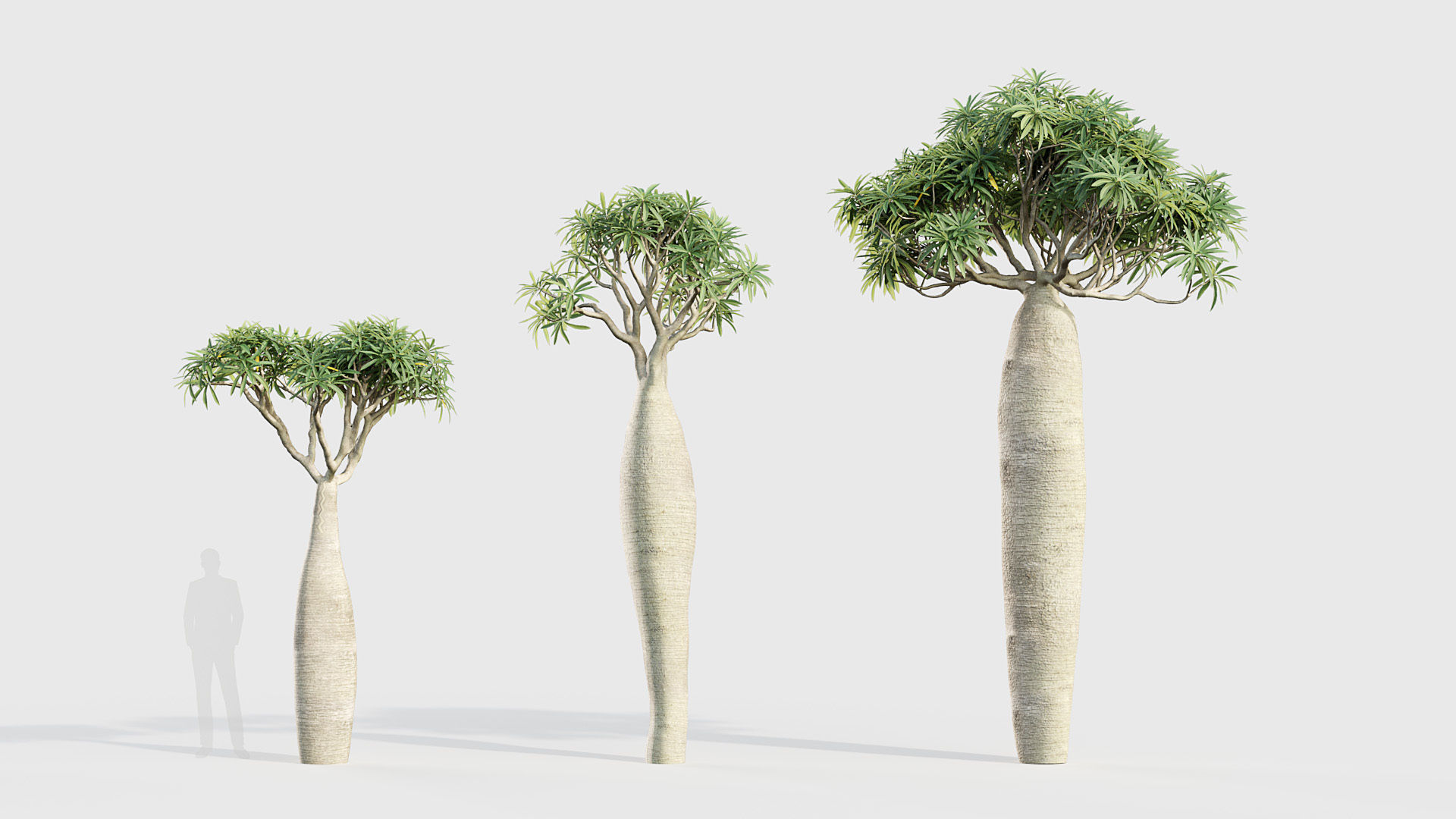 Pachypodium geayi Madagascar Palm 3D model_3