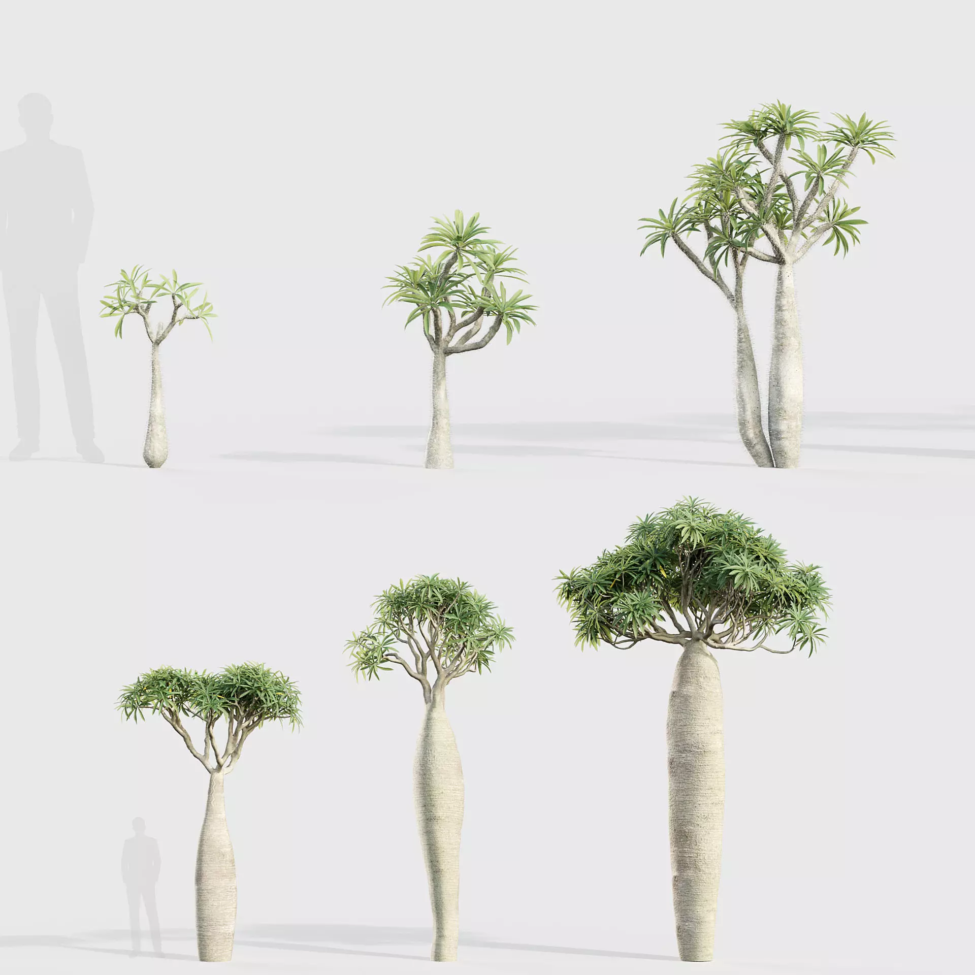 Pachypodium geayi Madagascar Palm 3D model_0