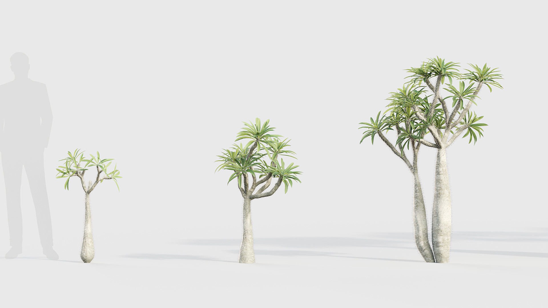 Pachypodium geayi Madagascar Palm 3D model_2