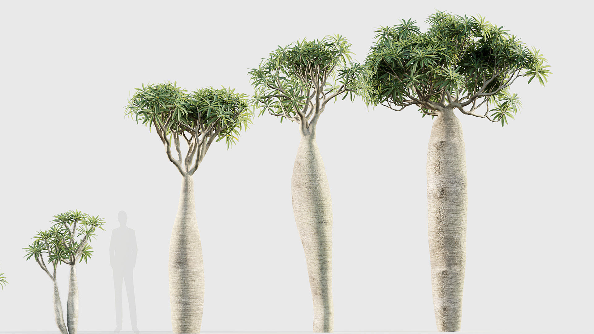 Pachypodium geayi Madagascar Palm 3D model_5