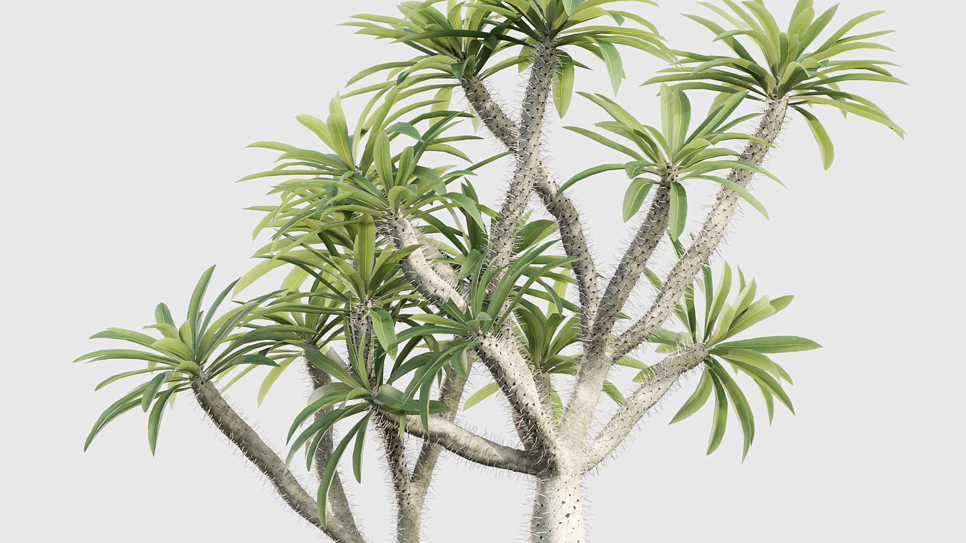 Pachypodium geayi Madagascar Palm 3D model_7