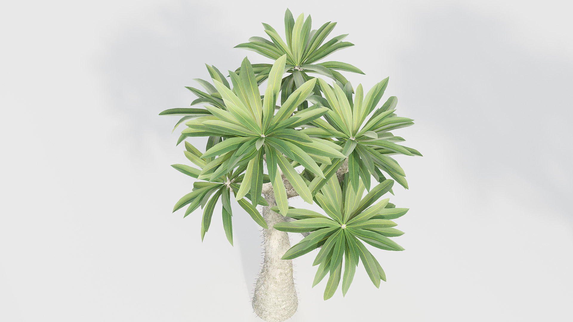 Pachypodium geayi Madagascar Palm 3D model_4