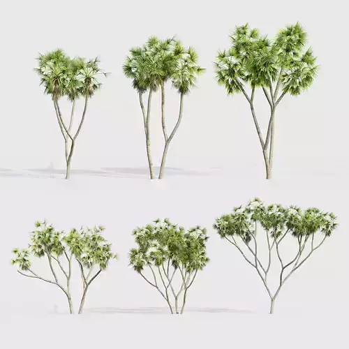 Hyphaene thebaica Doum Palm