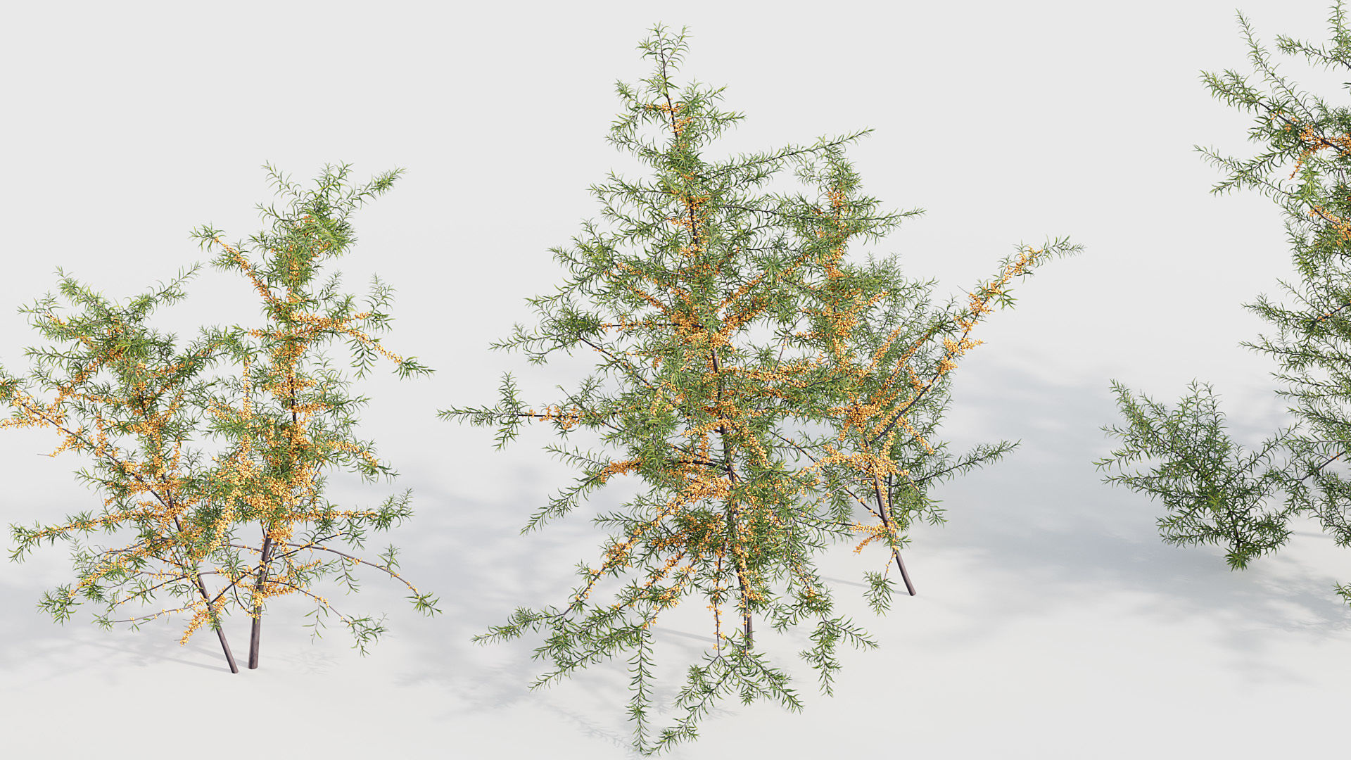 Hippophae rhamnoides Sea buckthorn 3D model_4