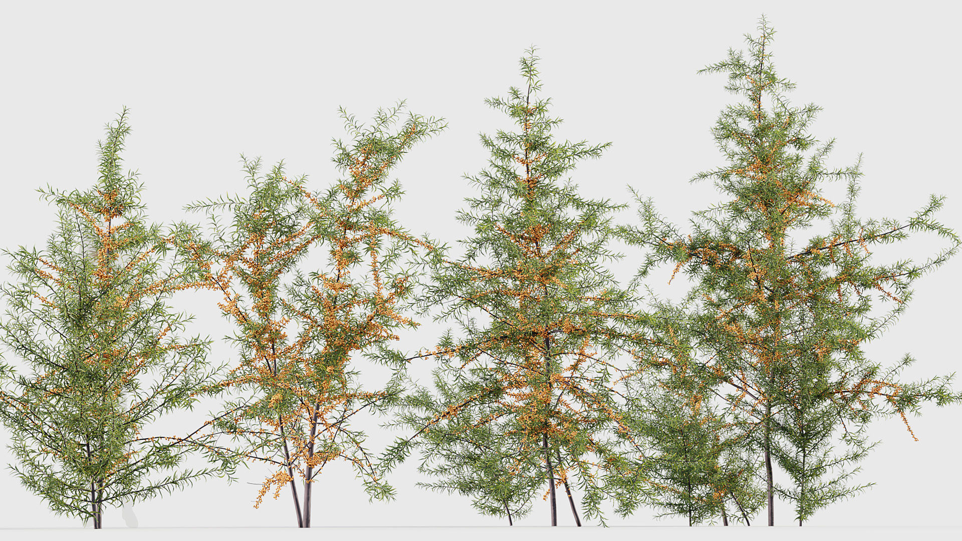 Hippophae rhamnoides Sea buckthorn 3D model_5