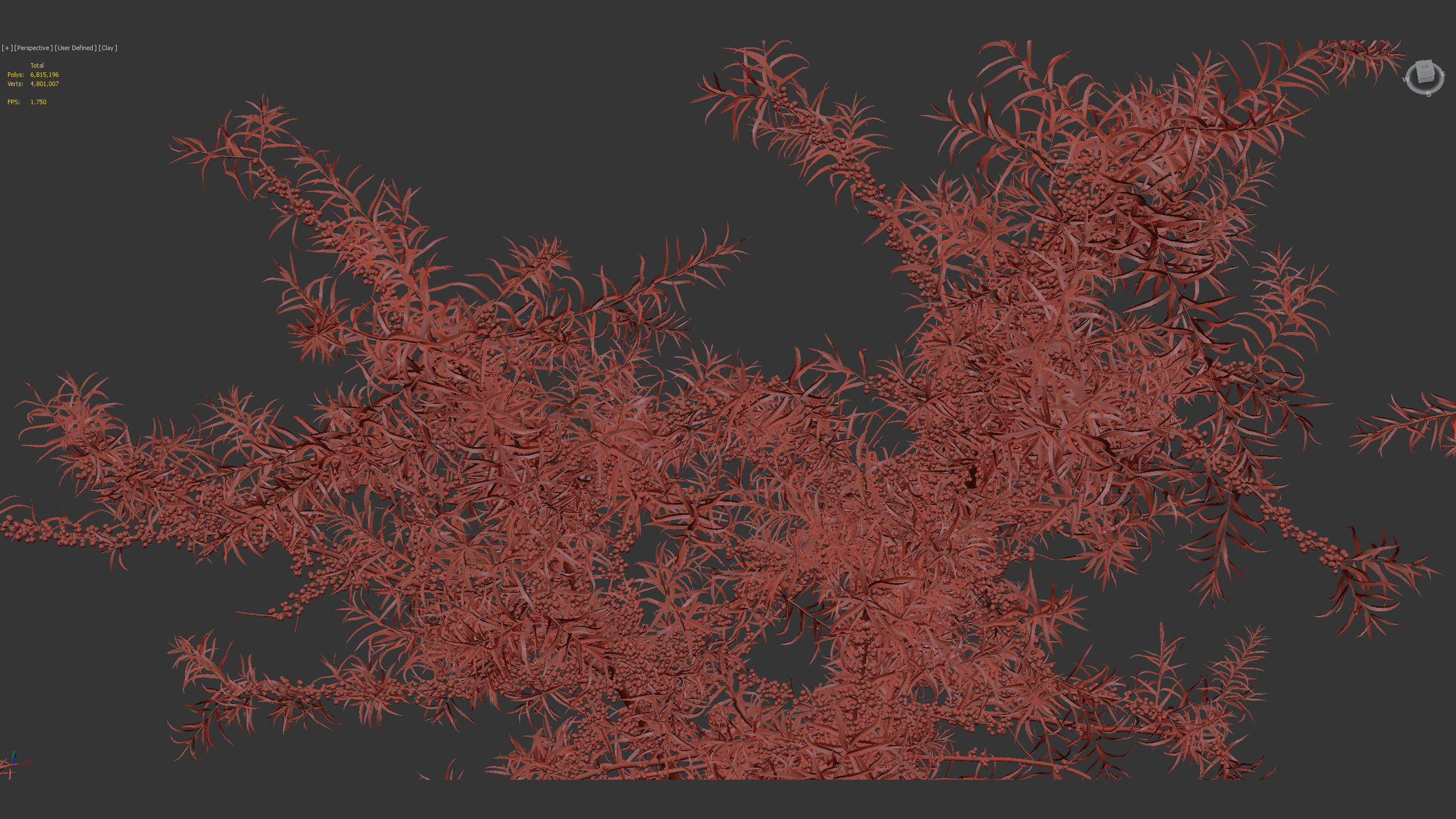 Hippophae rhamnoides Sea buckthorn 3D model_12