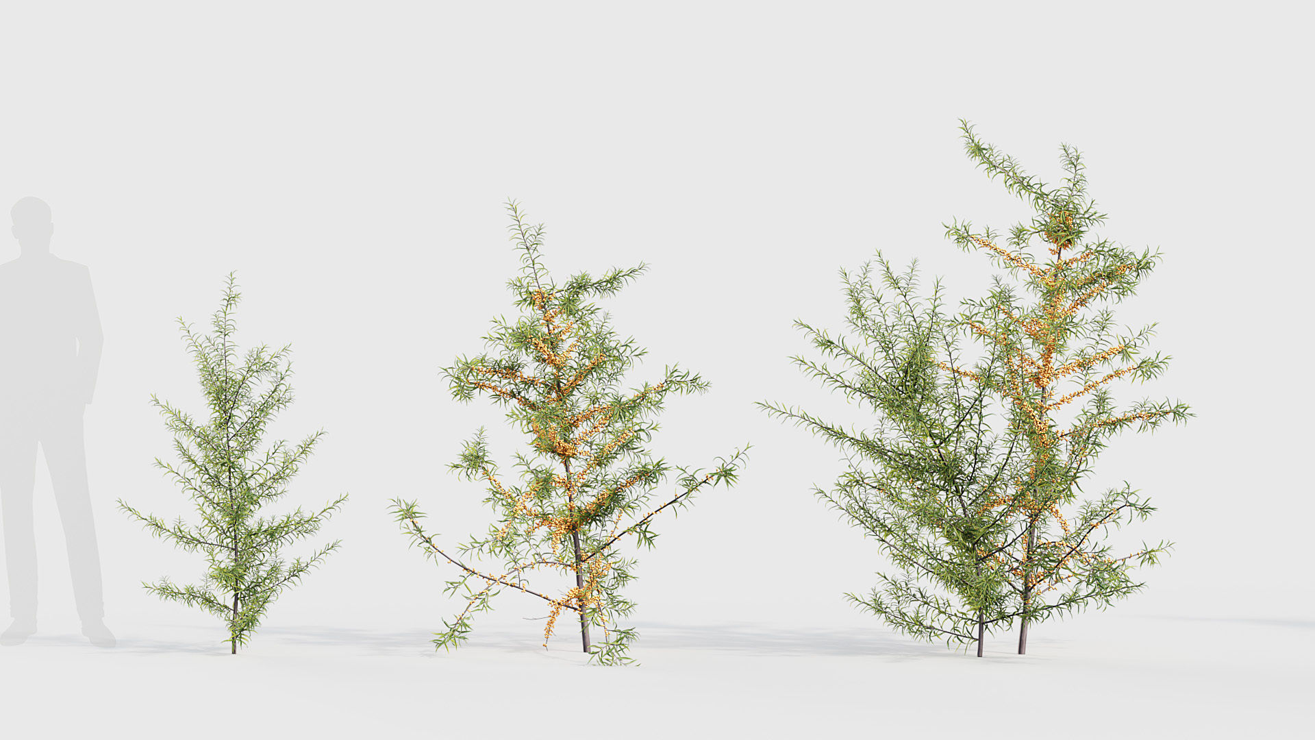 Hippophae rhamnoides Sea buckthorn 3D model_2