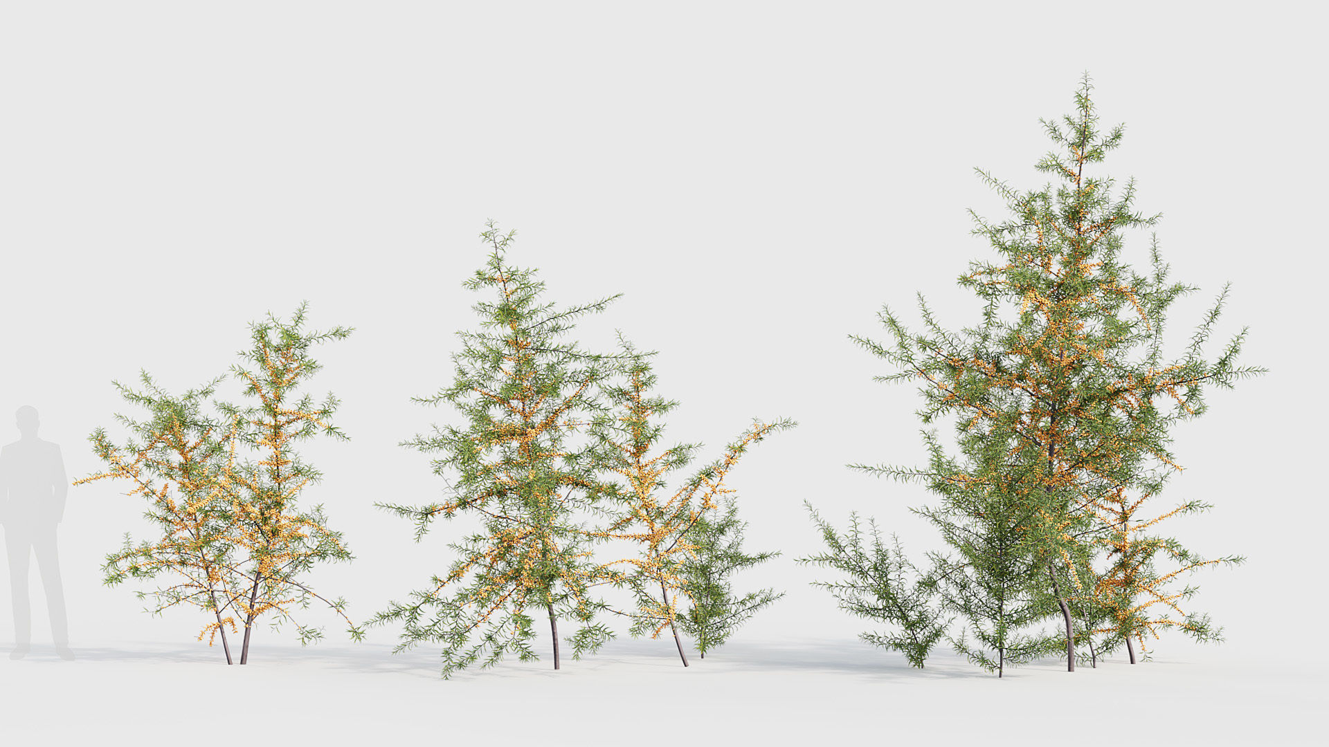 Hippophae rhamnoides Sea buckthorn 3D model_3