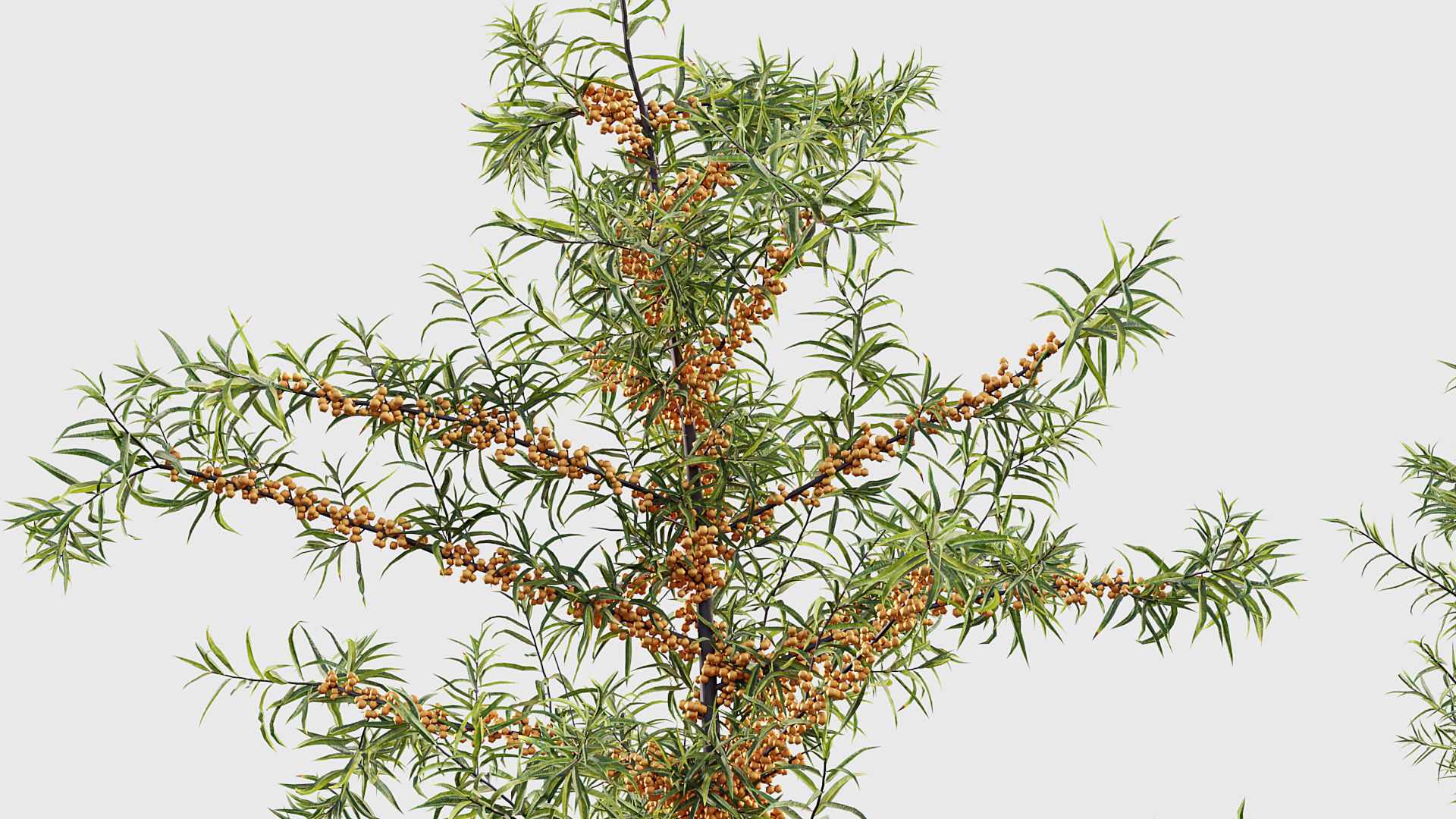 Hippophae rhamnoides Sea buckthorn 3D model_6