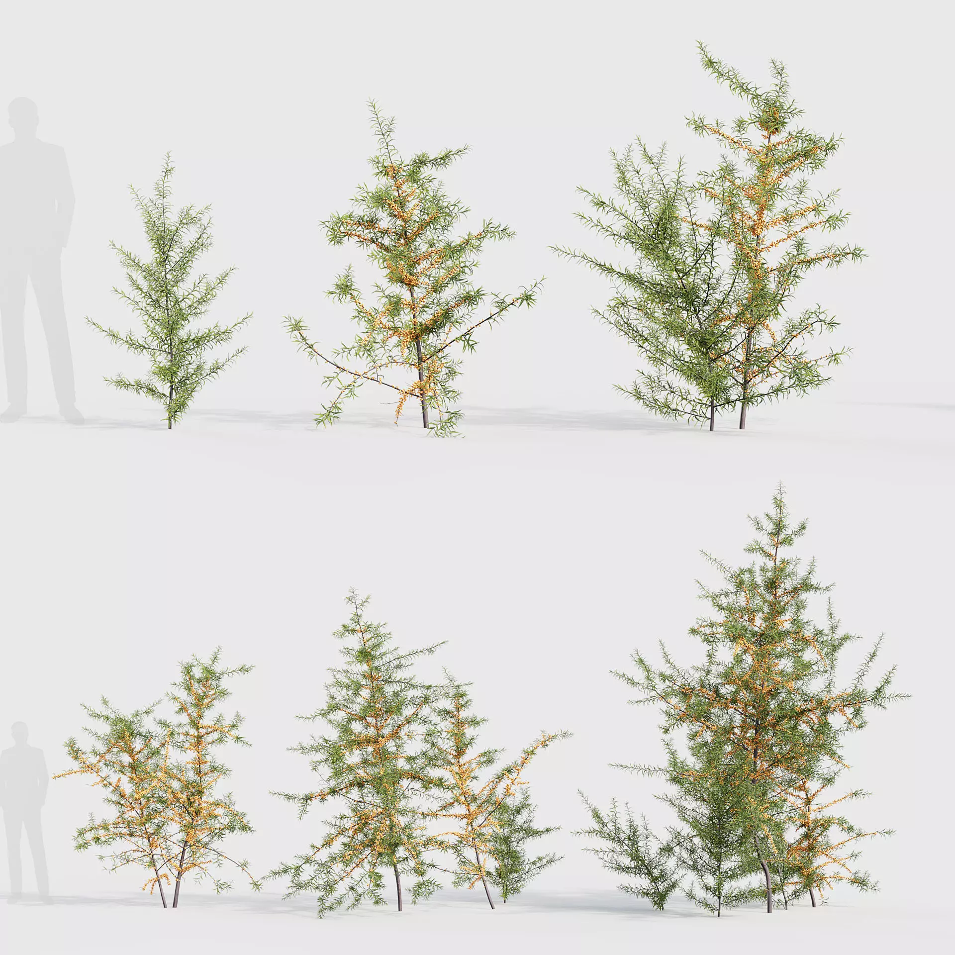Hippophae rhamnoides Sea buckthorn 3D model_0