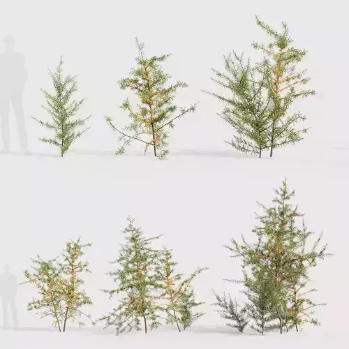 Hippophae rhamnoides Sea buckthorn