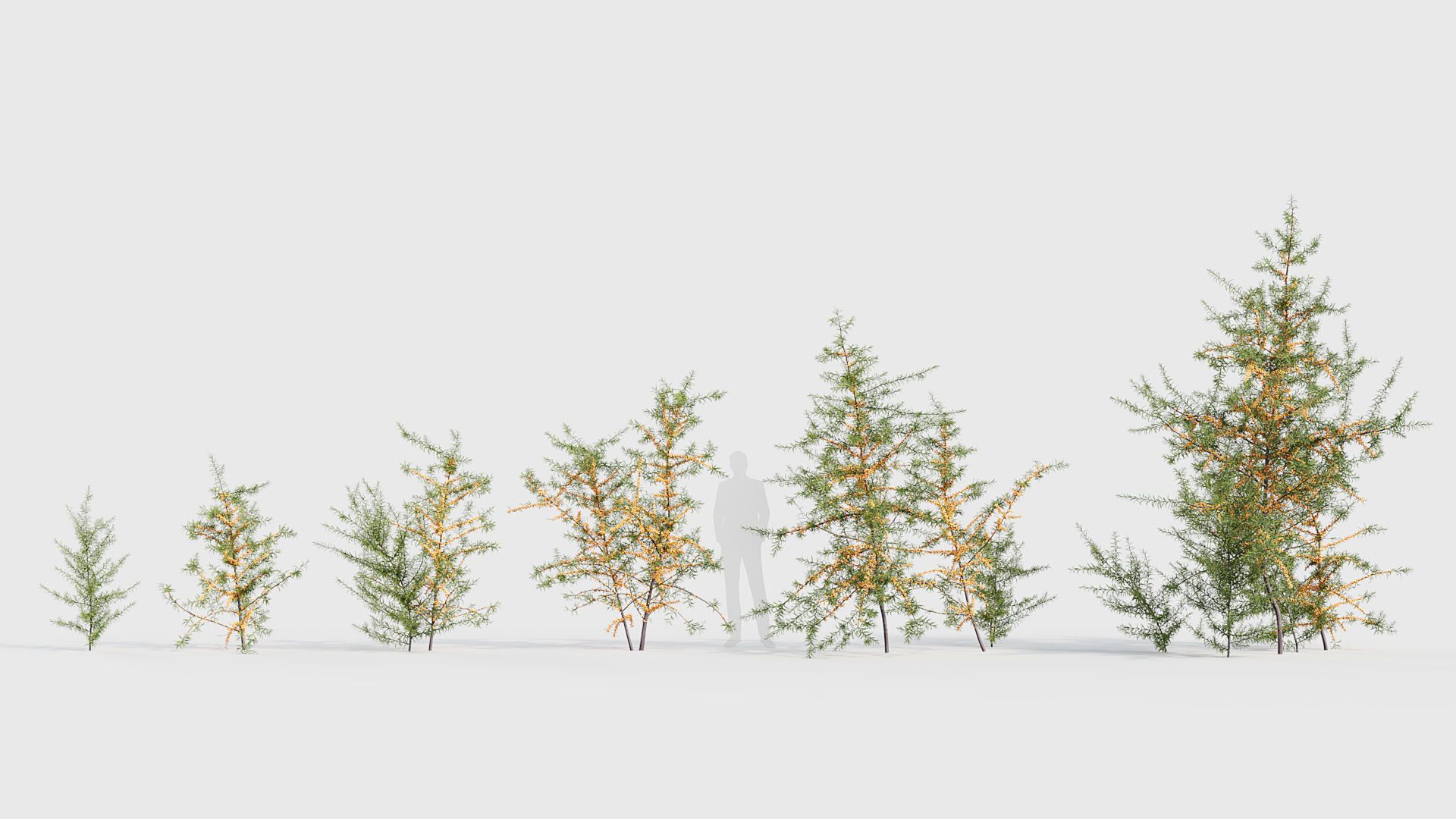 Hippophae rhamnoides Sea buckthorn 3D model_1