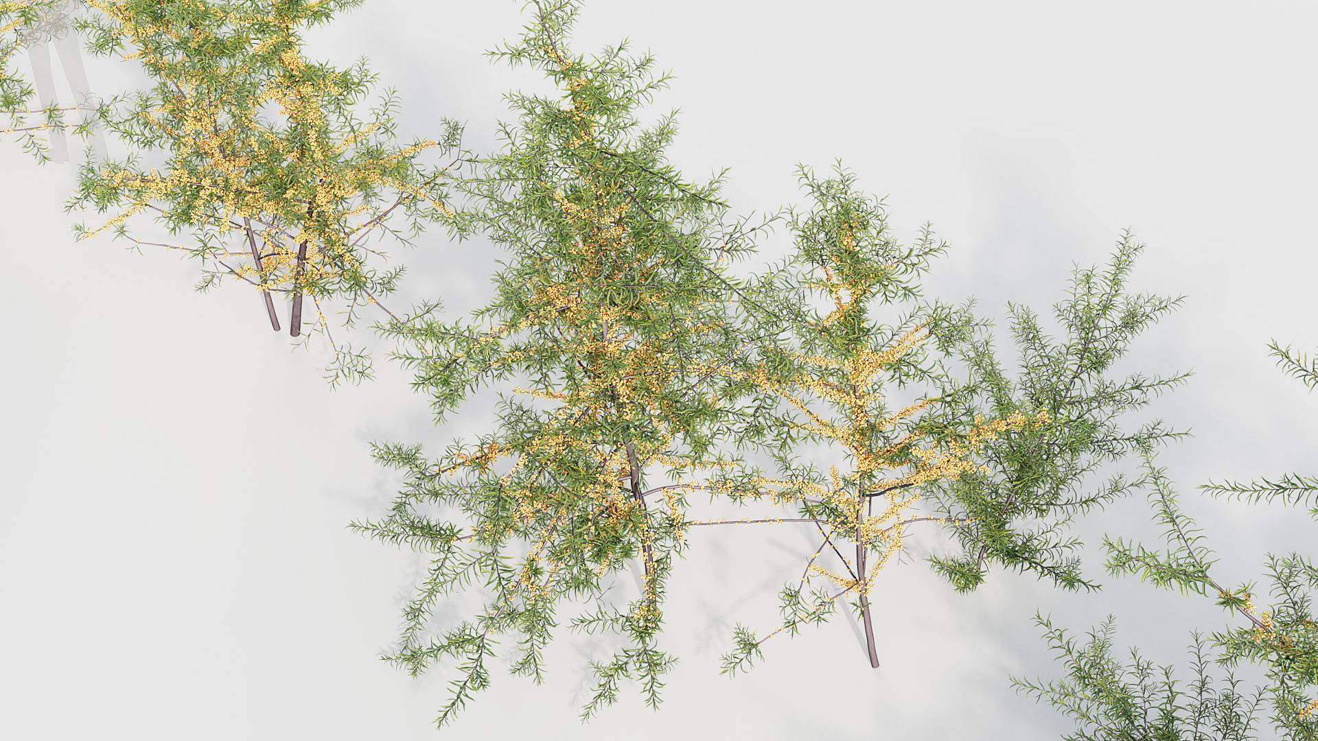 Hippophae rhamnoides Sea buckthorn 3D model_7