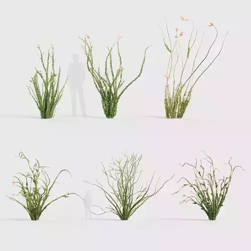 Fouquieria splendens Ocotillo