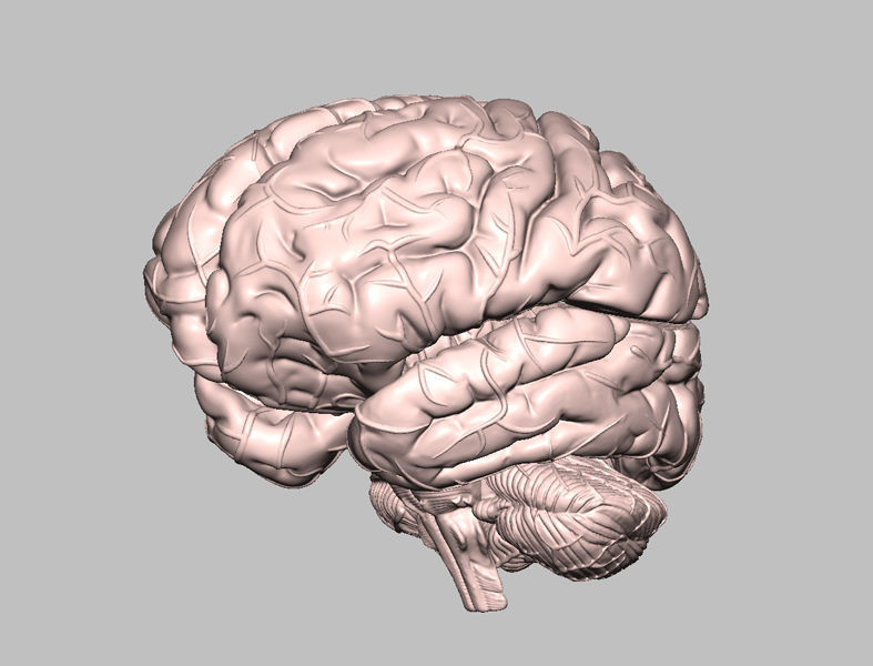 Human Brain Medical Model  For Educational Purposes  3D print model_6