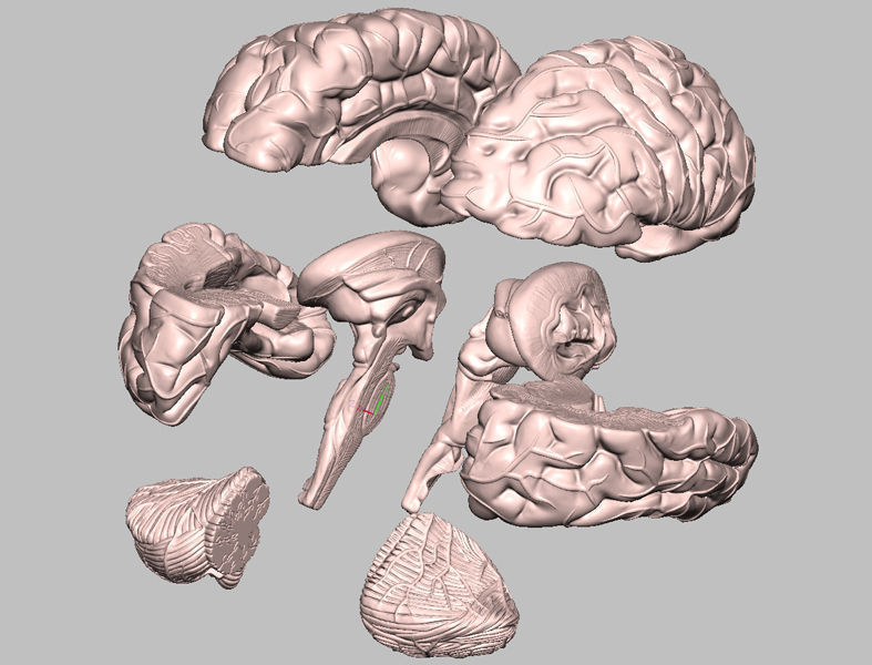Human Brain Medical Model  For Educational Purposes  3D print model_4
