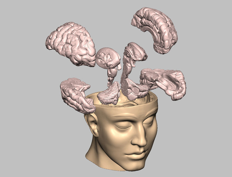 Human Brain Medical Model  For Educational Purposes  3D print model_2
